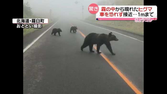 霧の中からヒグマ…車おそれず1mまで接近