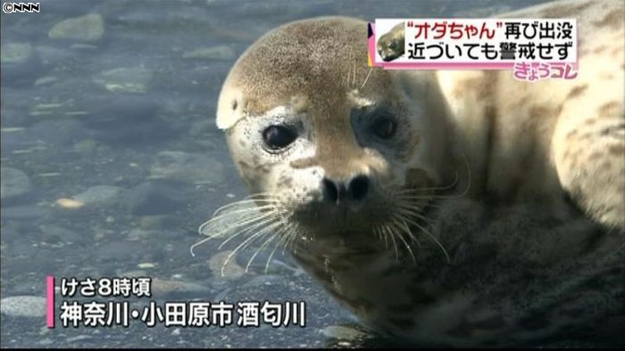“オダちゃん”再び出没?カメラに警戒せず