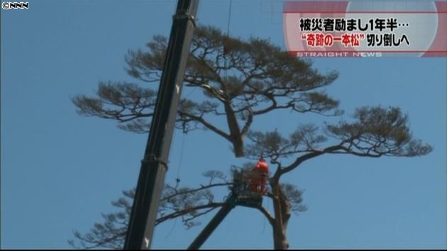 奇跡の一本松 伐採作業始まる 岩手 奇跡の一本松 伐採作業始まる 岩手