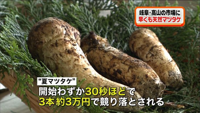 3本3万円…天然マツタケ早くも入荷 岐阜