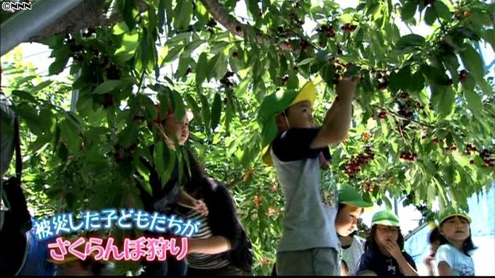 赤い実で元気に…子供たちがサクランボ狩り