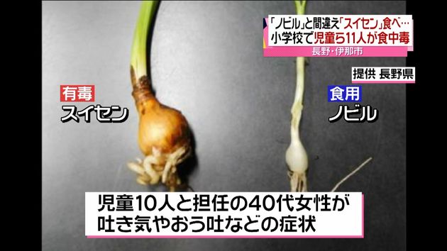児童ら１１人 スイセン食べ食中毒に 長野