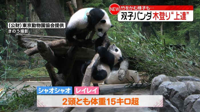 上野動物園の双子パンダ“カメラ目線”で興味津々