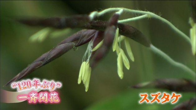 １２０年に一度咲く スズタケ が一斉開花