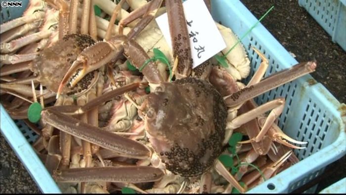 ズワイガニ漁一斉解禁 水揚げ作業行われる