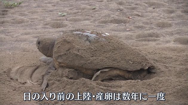 徳島の海岸に アカウミガメが上陸 産卵