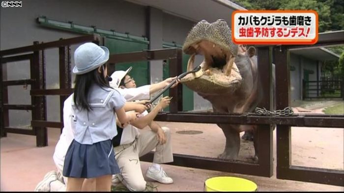 歯と口の健康週間 カバとクジラが歯磨き♪