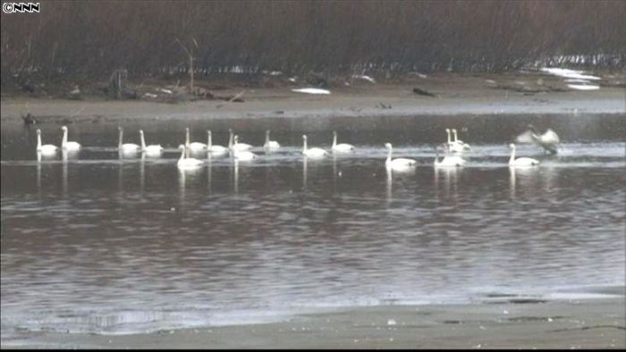 白鳥がシベリアへ「北帰行」本格化 酒田市