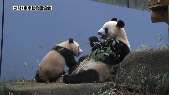 新たなパンダ借り受け 中国政府に要請