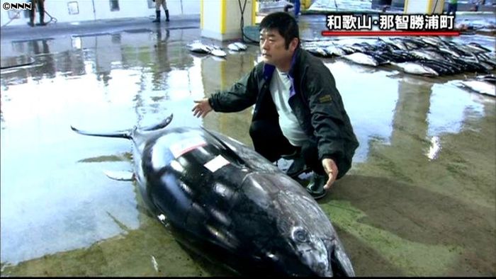 今年一番の大物…巨大マグロ水揚げ 和歌山