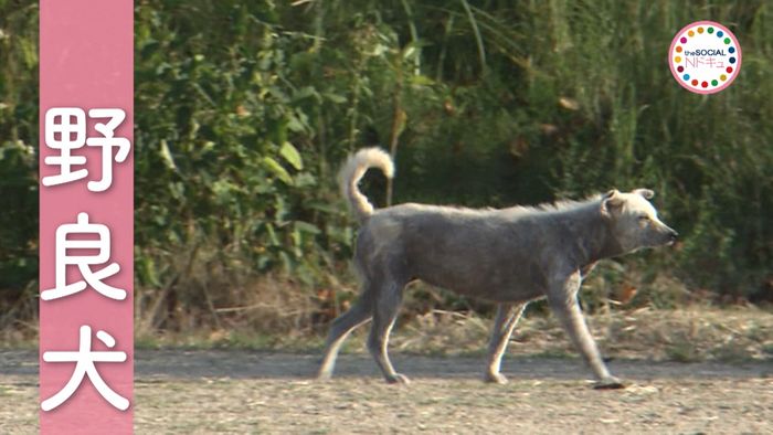 野犬と飼い犬 ~殺処分ゼロの裏側で~