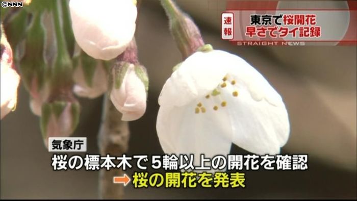 東京で桜開花、去年より１５日早く