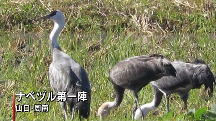 周南・八代盆地 第一陣のツル3羽飛来