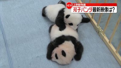 上野の双子パンダ赤ちゃん 保育器の外へ