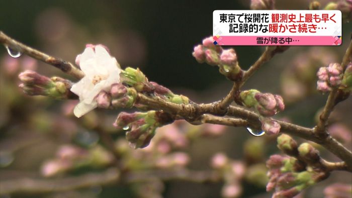 東京で「桜の開花」発表　観測史上最も早く
