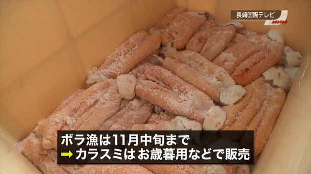 ボラ漁が解禁 カラスミ 作り始まる 長崎