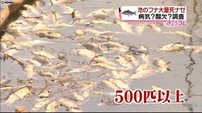 病気 酸欠 鳥取 湖山川でフナ大量死