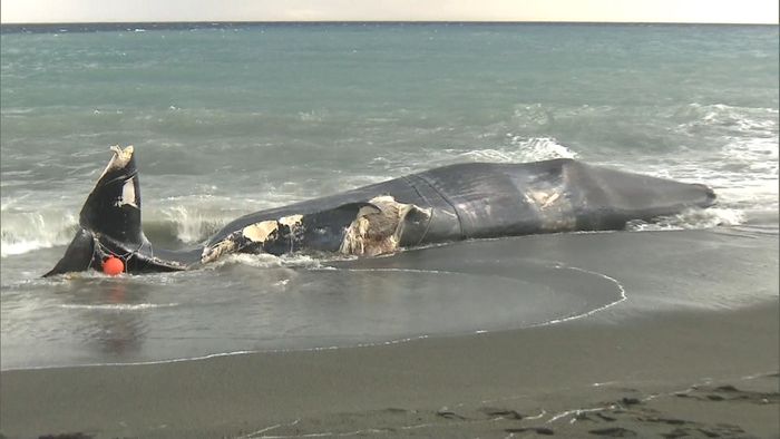 クジラの死骸打ち上げられる 小田原市