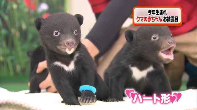 ツキノワグマの赤ちゃん 3頭をお披露目 ツキノワグマの赤ちゃん 3頭をお披露目