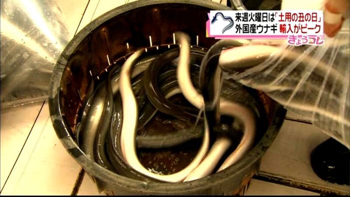 土用の丑の日を前に…ウナギの輸入がピーク
