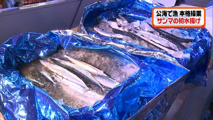 公海のサンマ 根室・花咲港で初水揚げ