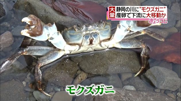 河原にゾロゾロ カニが大量発生 静岡市