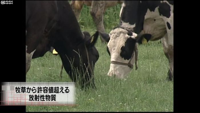 千葉県の牧草から許容値を超える放射性物質