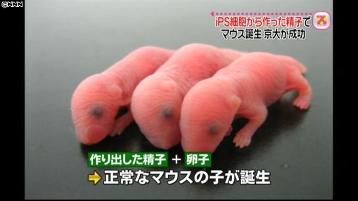 iPS細胞から作った精子でマウス誕生