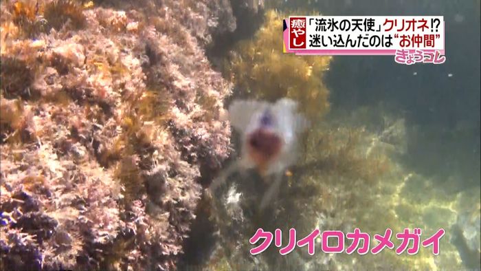 「流氷の天使」クリオネが鳥取に?正体は…