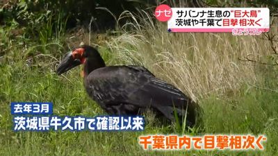 謎の巨大肉食鳥 目撃相次ぐ 一体どこから