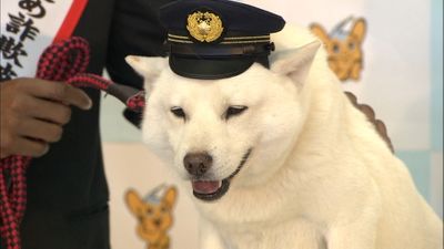 ソフトバンクｃｍの初代お父さん犬 天国へ