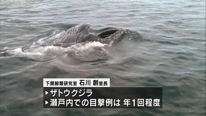 瀬戸内海にザトウクジラ 捕食シーンも
