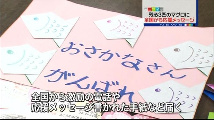 マグロがんばって!全国から応援メッセージ