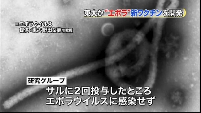 東大などが開発 エボラ出血熱に新ワクチン