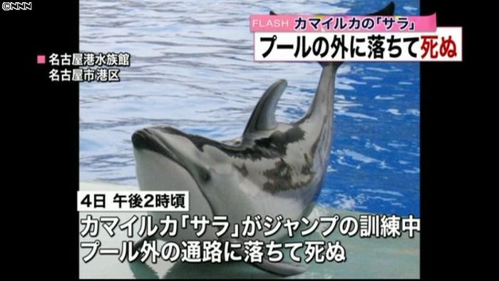 水族館のイルカ ジャンプ訓練中に死ぬ