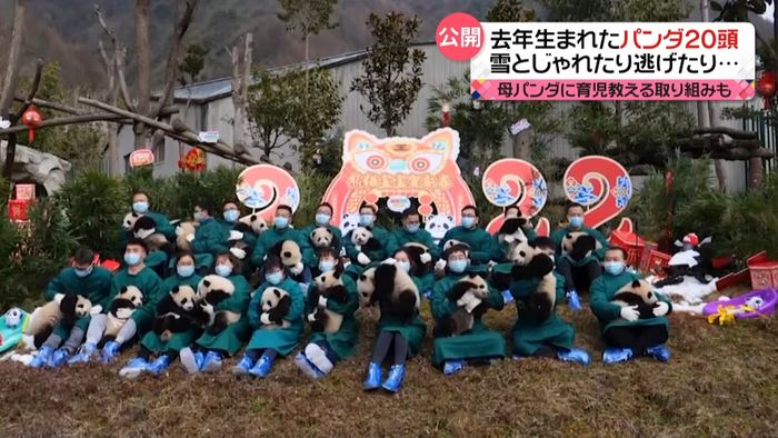 パンダの赤ちゃん２０頭を公開　雪とじゃれたり…　中国