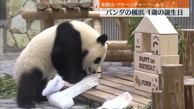 パンダの赤ちゃん楓浜が１歳の誕生日 白浜