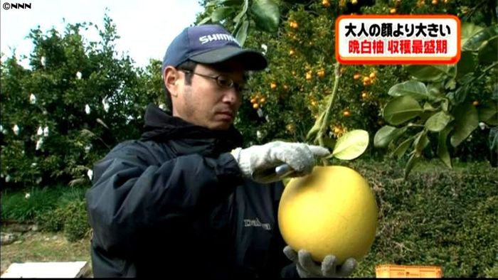 世界最大級の果物・晩白柚の収穫が最盛期