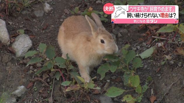 ウサギ寺 飼育断念 繁殖力の強さ防げず