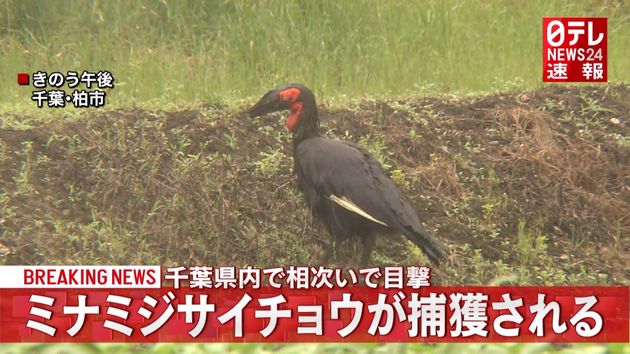 絶滅危惧種の 巨大鳥 千葉県内で捕獲