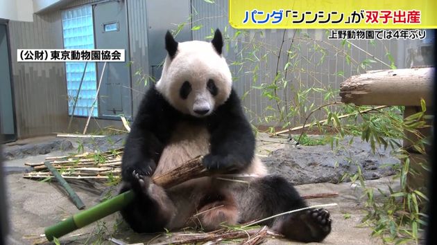 上野動物園のパンダ シンシンが双子出産