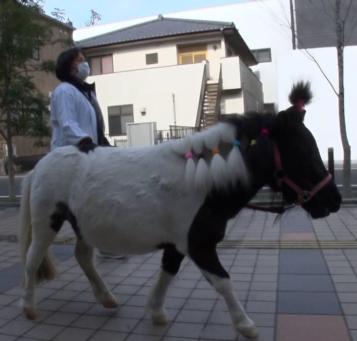 相葉雅紀「僕が抱っこした子があんなに幸せそうな…」 約4年前に会ったミニチュアホースに感激