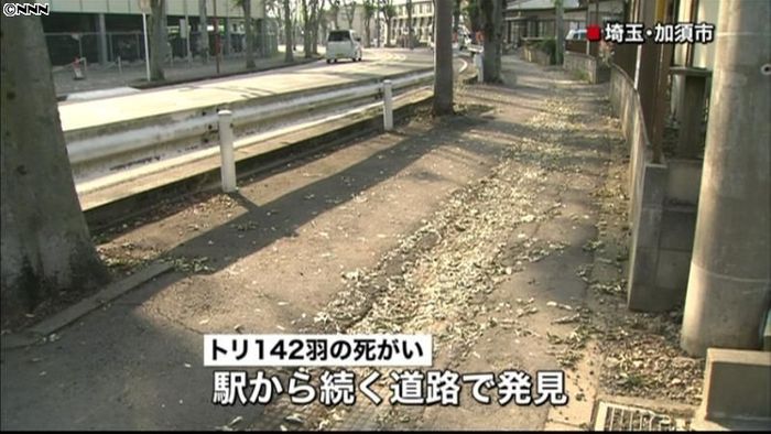 ムクドリなど142羽の死骸 埼玉・加須市