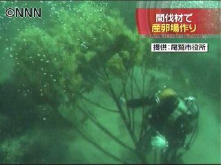 間伐材でアオリイカの産卵場所づくり 三重