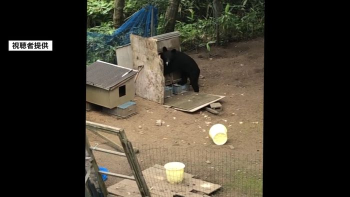 クマが鶏小屋襲う被害…注意呼びかけ 青森