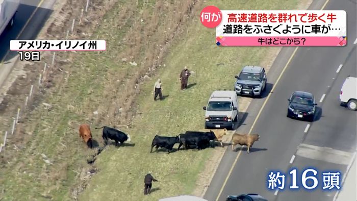 高速道路に牛の群れ…車の事故で投げ出されたか　米
