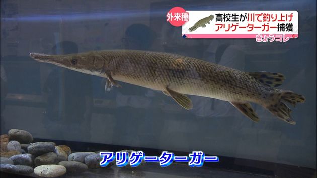 高知の川にアリゲーターガー 高校生が釣る 高知の川にアリゲーターガー 高校生が釣る