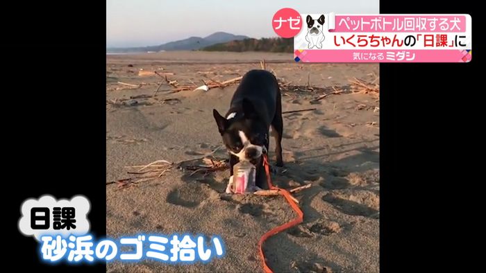 なぜ?空のペットボトル拾うボストンテリア