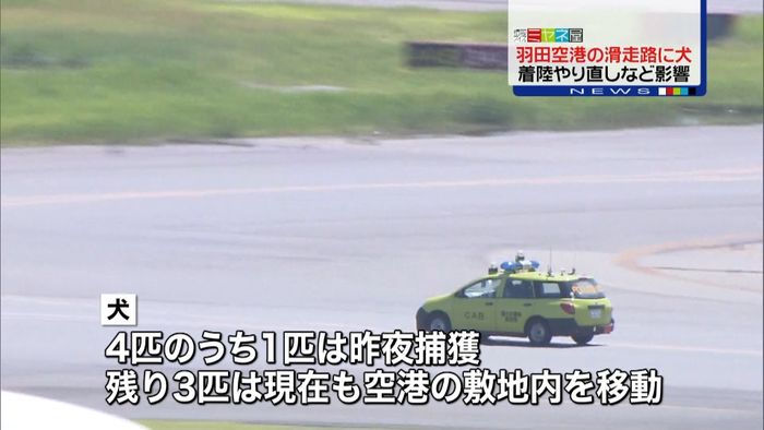 羽田空港“滑走路”に犬4匹 航空機に遅れ