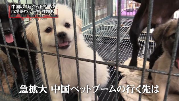 中国ペットブーム過熱 保護施設は飽和状態 中国ペットブーム過熱 保護施設は飽和状態